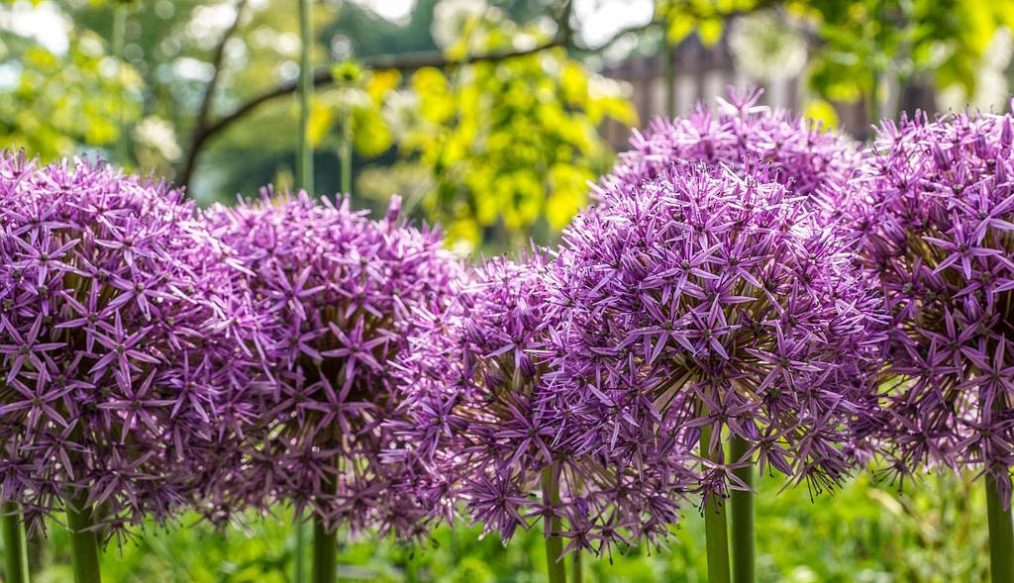 Alliums and garden design