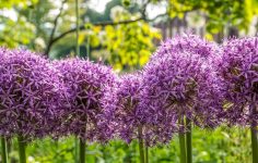 Alliums and garden design