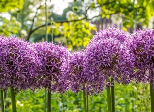 Alliums and garden design