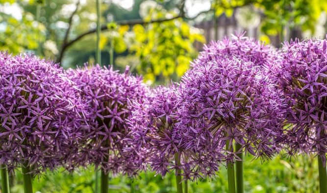 Alliums and garden design