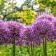 Alliums and garden design
