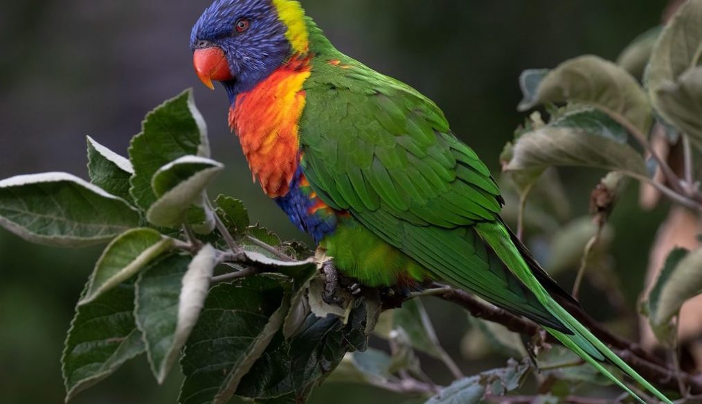 Treating a major pest in Australia