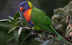 Treating a major pest in Australia