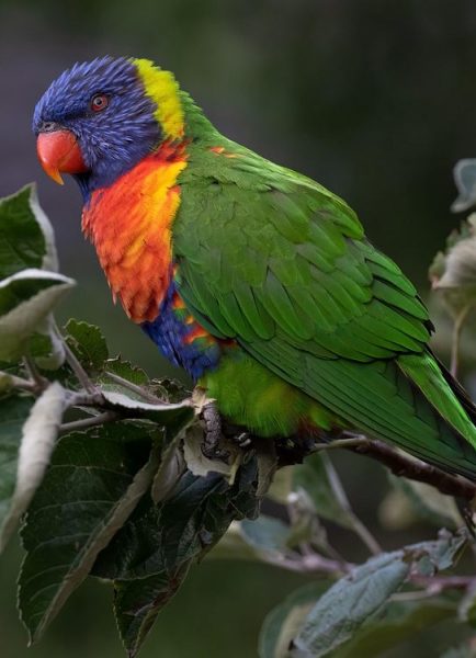 Treating a major pest in Australia