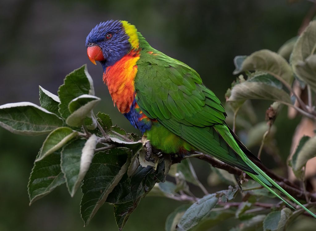 A brightly coloured rainbow lorikeet parrot in Australia.