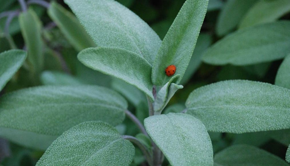 Herbaceous planting at Chelsea