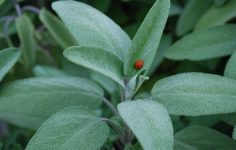 Herbaceous planting at Chelsea