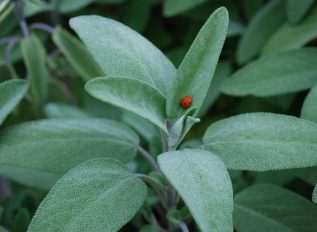 Herbaceous planting at Chelsea
