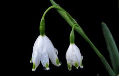 Snowdrop varieties