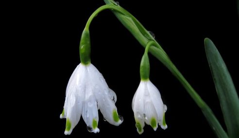 Snowdrop varieties