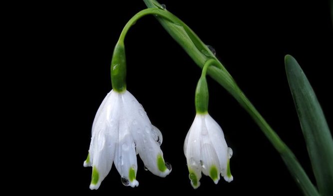 Snowdrop varieties