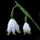 Snowdrop varieties