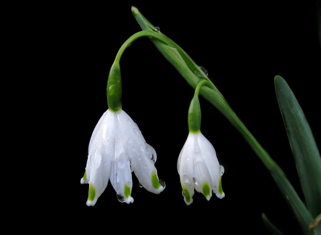 A close up of two snowdrop blooms.