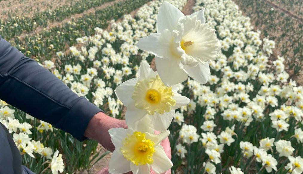 “Tête-à-tête is past!” says Dutch daffodil grower