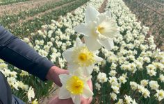 “Tête-à-tête is past!” says Dutch daffodil grower