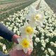 “Tête-à-tête is past!” says Dutch daffodil grower