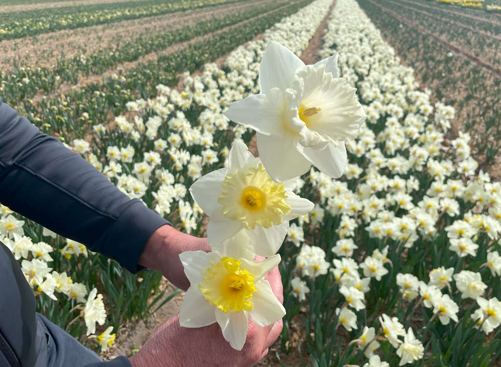 The 3 stages of a white flowering daffodil. These heads always form with a yellow trumpet before turning all white.