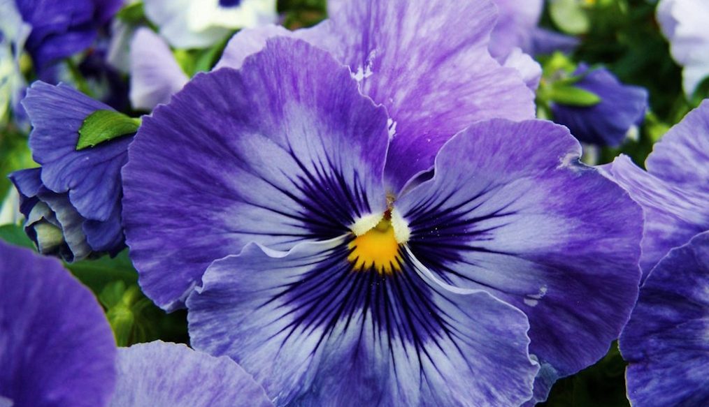 Return of popular Essex pansies and violas festival for 2025
