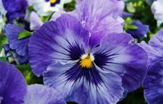 Return of popular Essex pansies and violas festival for 2025