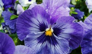 Return of popular Essex pansies and violas festival for 2025