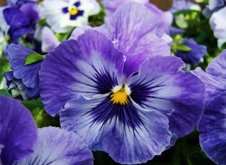 Return of popular Essex pansies and violas festival for 2025