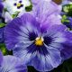 Return of popular Essex pansies and violas festival for 2025