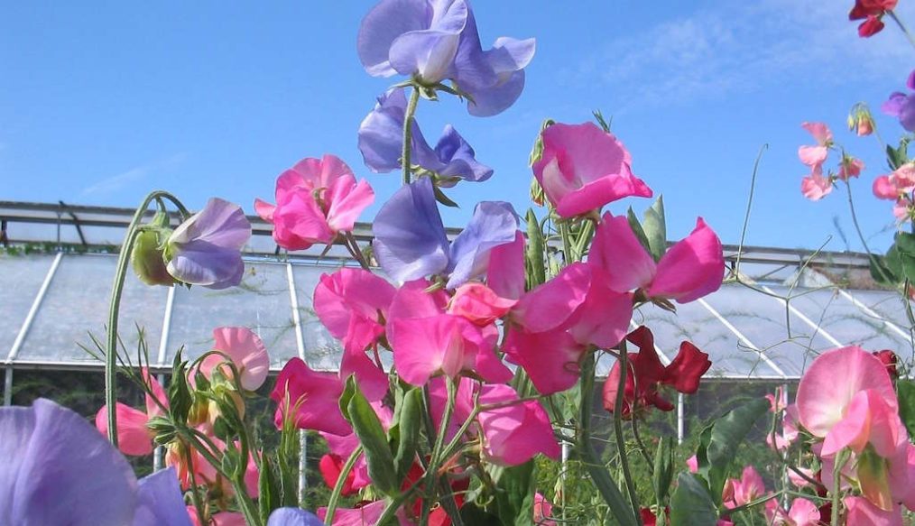 Sweet pea haven of colours