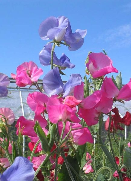 Sweet pea haven of colours