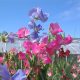 Sweet pea haven of colours