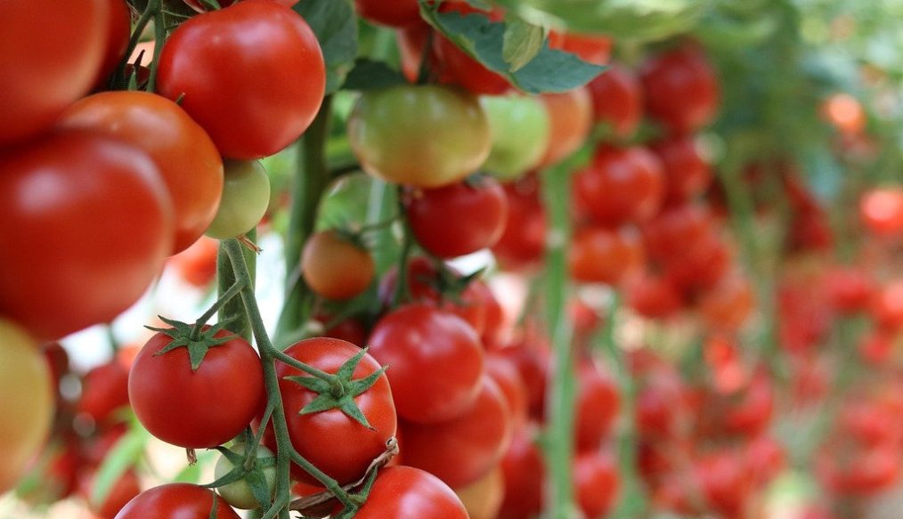 Vegetable plot – March