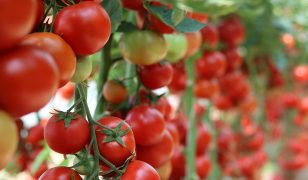 Vegetable plot – March