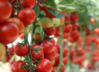 Vegetable plot – March