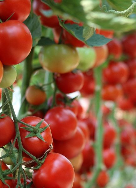 Vegetable plot – March