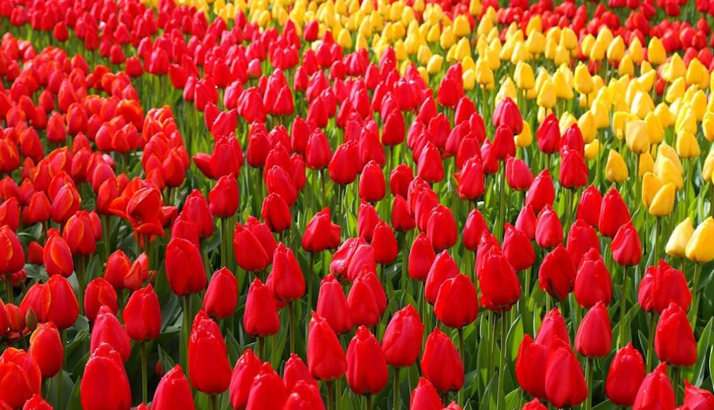 Keukenhof 2025: Changing career for tulips