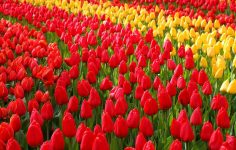 Keukenhof 2025: Changing career for tulips
