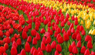 Keukenhof 2025: Changing career for tulips