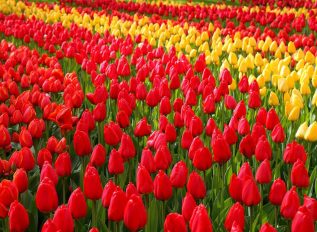 Keukenhof 2025: Changing career for tulips
