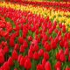 Keukenhof 2025: Changing career for tulips