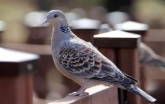 SongBird survival garden coming up at Chelsea Flower Show 2025
