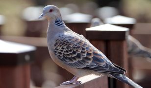 SongBird survival garden coming up at Chelsea Flower Show 2025