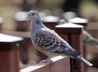 SongBird survival garden coming up at Chelsea Flower Show 2025