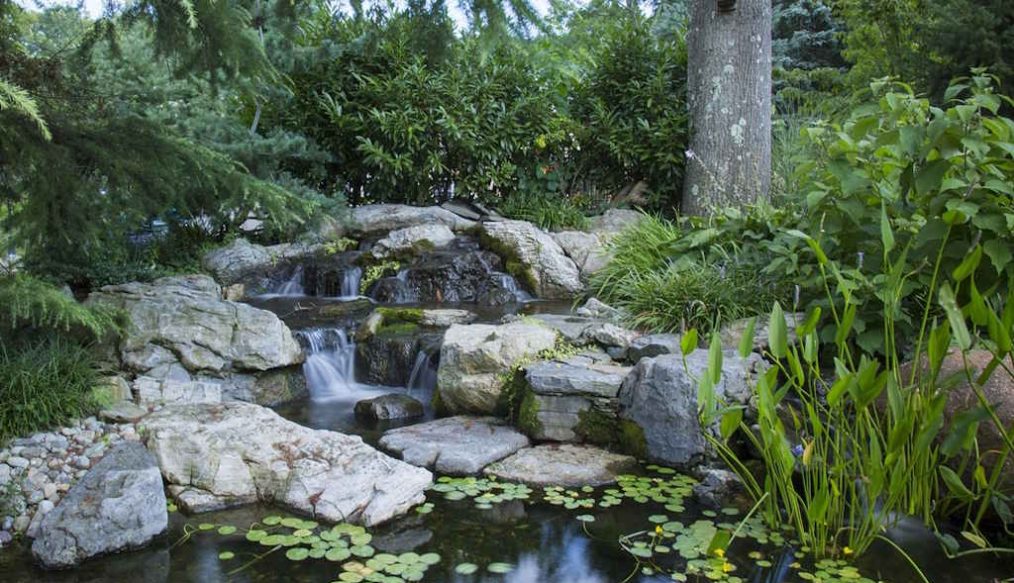 Summer pond maintenance