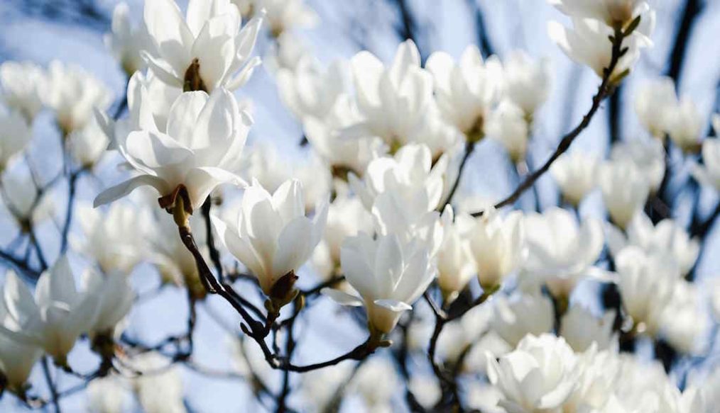 Growing magnolias in Australia