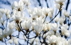 Growing magnolias in Australia