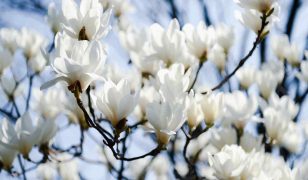 Growing magnolias in Australia