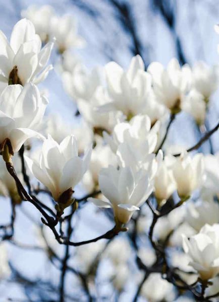 Growing magnolias in Australia