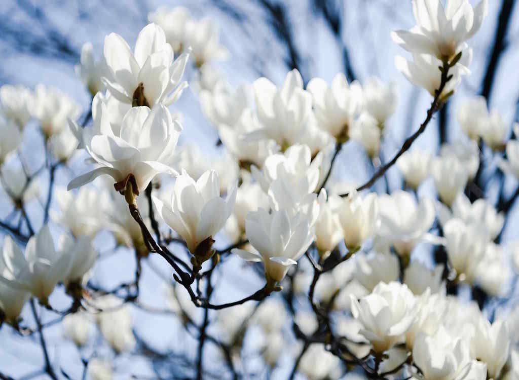 White magnolia blooms on a tree.