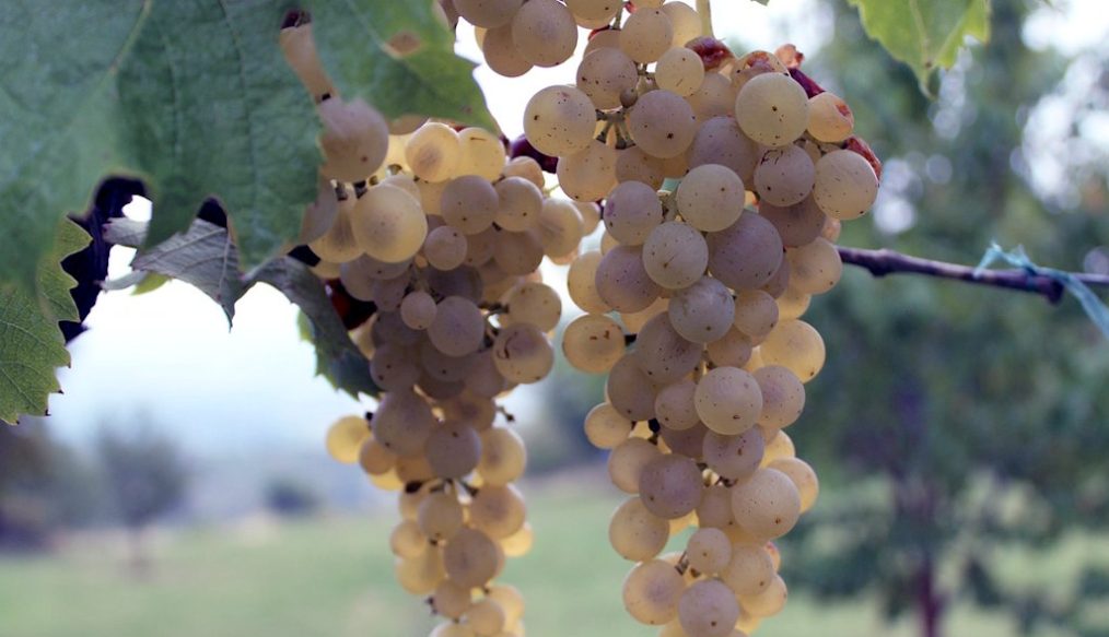 West Street Vineyard in East Anglia