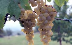 West Street Vineyard in East Anglia