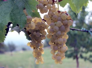 West Street Vineyard in East Anglia
